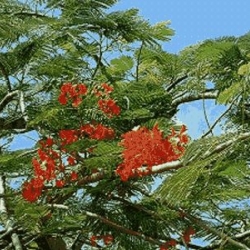 Flamboyant