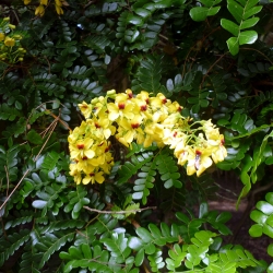 Pau Brasil