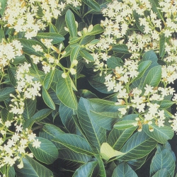 Pau mulato