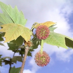 Plátano