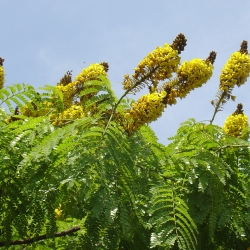 Sibipiruna