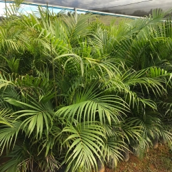 Areca bambu