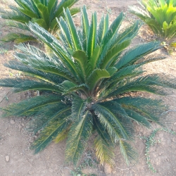 Cica revoluta