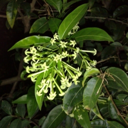 Dama da noite