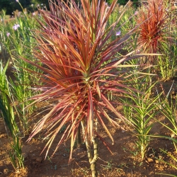 Dracena tricolor