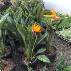 Strelitzia