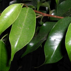 Ficus