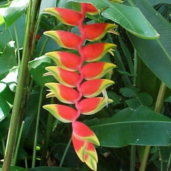 Helicônia