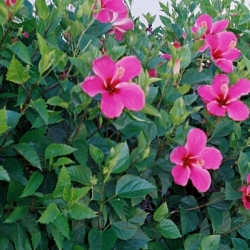 Hibisco