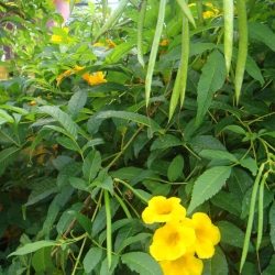 Ipê de jardim