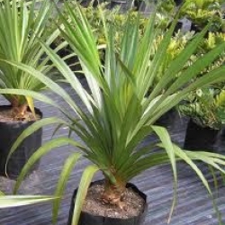Pandanus