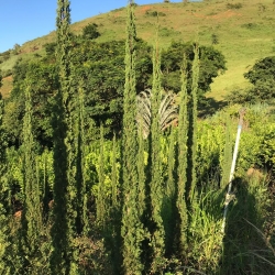 Tuia vela