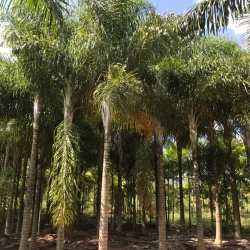 Areca de locuba