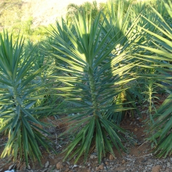Iuca