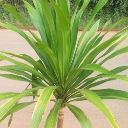 Dracena arbórea