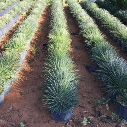 Agave palito