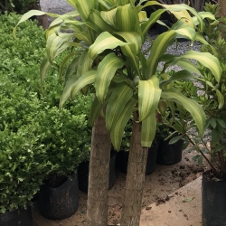 Dracena pau d'agua