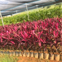 Dracena cordyline