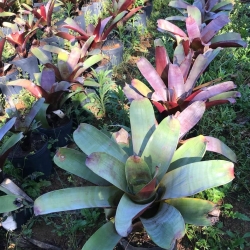 Bromélia