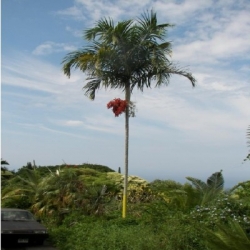 Carpentária
