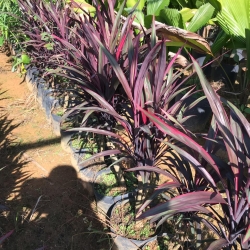 Dracena Pena de Ã­ndio