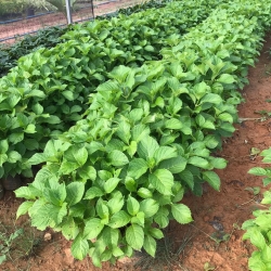 Hortência