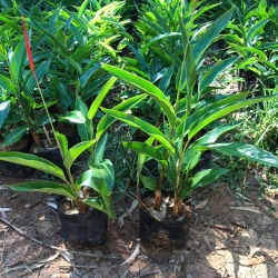 Helicônia psitacorum