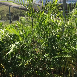 Chamaedorea