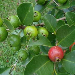 Araçá