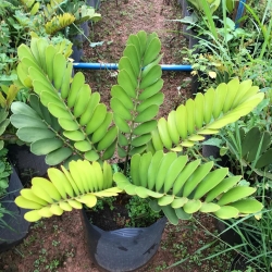 Zamia