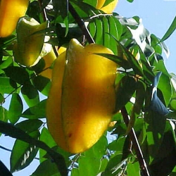 CARAMBOLA