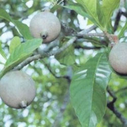 JENIPAPO