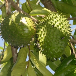 GRAVIOLA