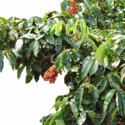 Guaraná