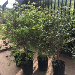 JABUTICABA