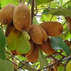 KIWI