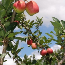 Maçã
