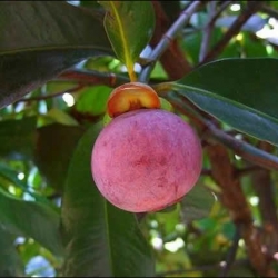 Mangostão