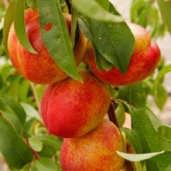Nectarina