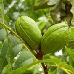 Noz pecan