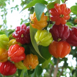 Pitanga