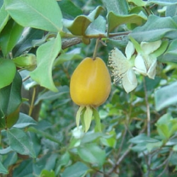 Pitomba