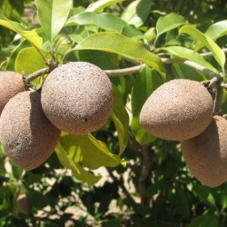 Sapoti
