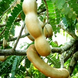 Tamarindo