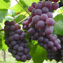Uva
