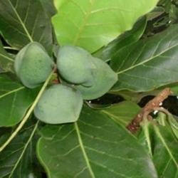 Amendoeira