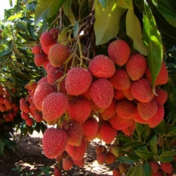 Frutíferas