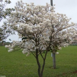 Árvores